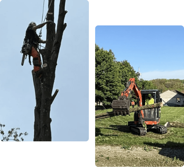 Commercial Tree Service