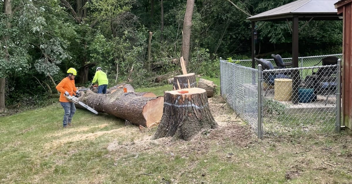 Fallen Tree Removal & Hazard Mitigation